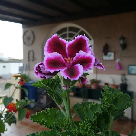 Casa Papi Lägenhet Lajares Exteriör bild